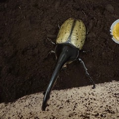 ヘラクレス　オオカブト　成虫