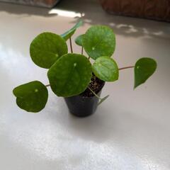 ペペロミオイデス