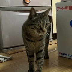 高津区上作延4丁目付近の保護猫団体