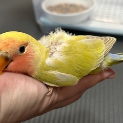コザクラインコの里親を探しています