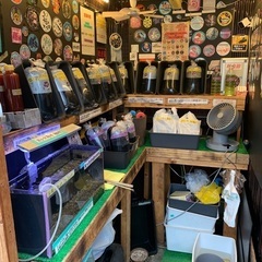 【五桜メダカ】 6月20日　横須賀めだか無人販売