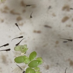 メダカ稚魚と水草マツモ