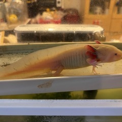 ウーパールーパー リューシの画像