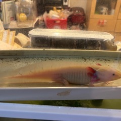 ウーパールーパー リューシ