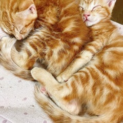 子猫里親募集