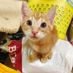 子猫里親募集 − 高知県