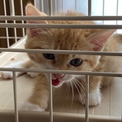2ヶ月ちゃとら - 猫