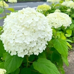 府中市の公園でポートレートの撮影体験しませんか？