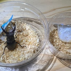 ミヤマクワガタペア