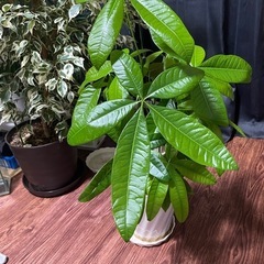 【観葉植物】パキラ