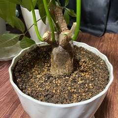【観葉植物】パキラ【９月末で締め切ります】の画像
