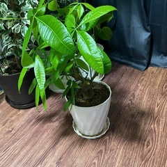 【観葉植物】パキラ【９月末で締め切ります】の画像