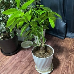 【観葉植物】パキラ【９月末で締め切ります】の画像