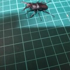 ノコギリクワガタミニの画像