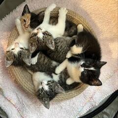 5にゃんず　きょうだい