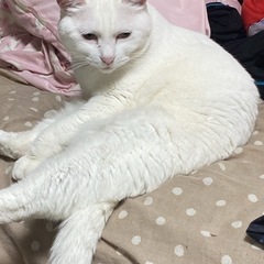 引っ越しのため（写真更新致しました！）