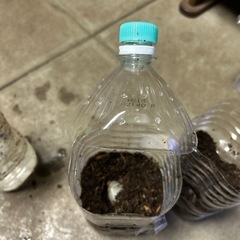 カブクワにすぐ使える！！個別飼育にピッタリの飼育ケース！の画像