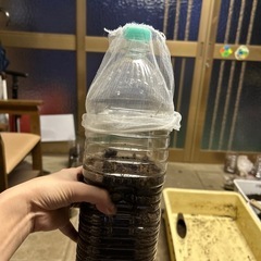 カブクワにすぐ使える！！個別飼育にピッタリの飼育ケース！の画像