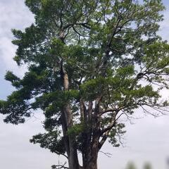希少巨樹　大型クロガネモチ　落葉樹　ジャスミン　ガーデニング　シ...
