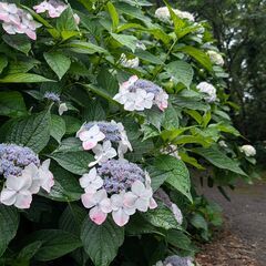 6月8日(日)：海を望む岬に咲き乱れる紫陽花を見に行きませんか？ - 曽於市