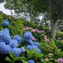 6月8日(日)：海を望む岬に咲き乱れる紫陽花を見に行きませんか？ - その他