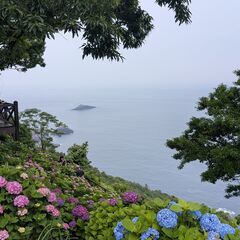 6月8日(日)：海を望む岬に咲き乱れる紫陽花を見に行きませんか？ − 鹿児島県