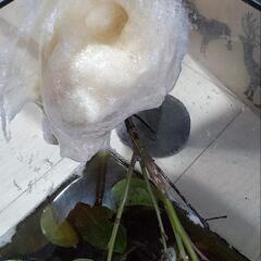 モリアオガエルのおたまじゃくしの画像