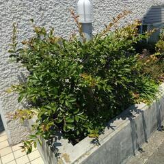 庭木カットモデル募集