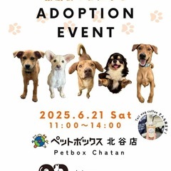 犬譲渡会
