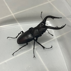 ノコギリクワガタ