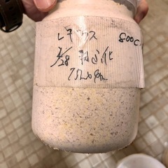 赤レギウス幼虫4匹と未使用レギウスメス（ホワイトアイ）の画像