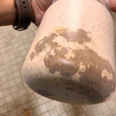 赤レギウス幼虫4匹と未使用レギウスメス（ホワイトアイ）の画像