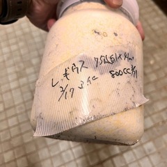 赤レギウス幼虫4匹と未使用レギウスメス（ホワイトアイ）の画像