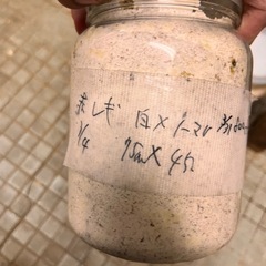 赤レギウス幼虫4匹と未使用レギウスメス（ホワイトアイ）