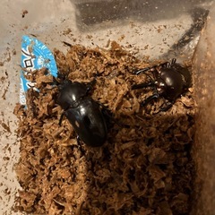 ニジイロクワガタペアの画像