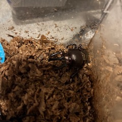 ニジイロクワガタペアの画像