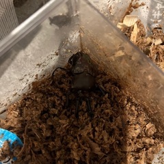 ニジイロクワガタペア