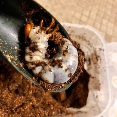 インターメディアツヤクワガタ幼虫5匹の画像