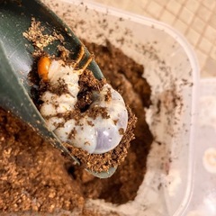インターメディアツヤクワガタ幼虫5匹