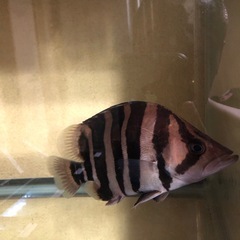 熱帯魚　アクアリウム　淡水魚　大型魚　古代魚　ダトニオプラスワン
