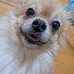 ポメチワのラキ1歳８ヶ月