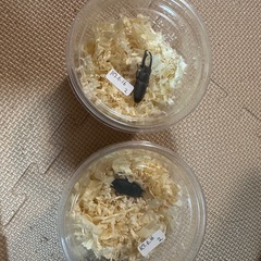 コクワガタの画像