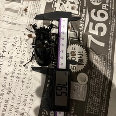 タランドゥスオオツヤクワガタ