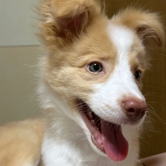 ボーダーコリーの子犬