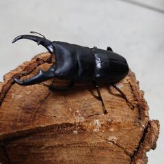 ヒラタクワガタ♂60.0mmと♀２匹