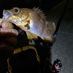 釣り仲間募集！