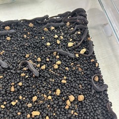 23:59で締め切ります。オキナワシリケンイモリ　ベビーの画像