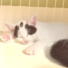 白黒猫の雫ちゃん約2ヶ月です