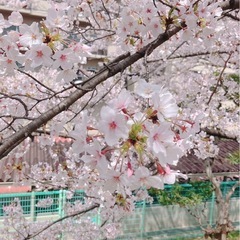 Let’s enjoy learning Japanese on...