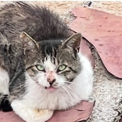 野良猫さんの家族を募集します❣️
